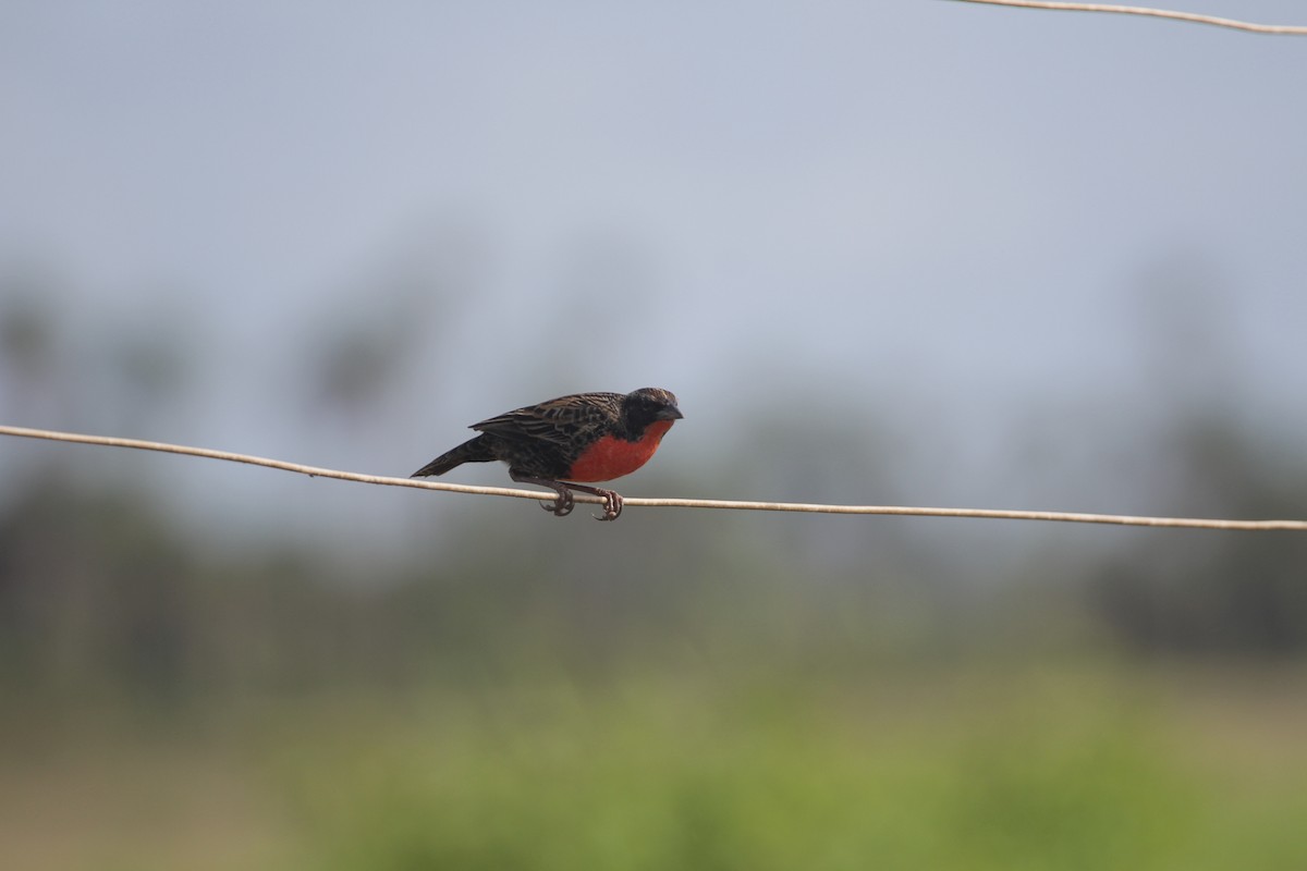 Red-breasted Meadowlark - ML644809699