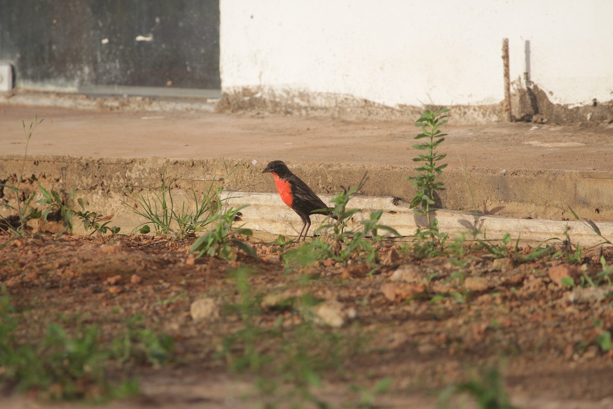 Red-breasted Meadowlark - ML644809700