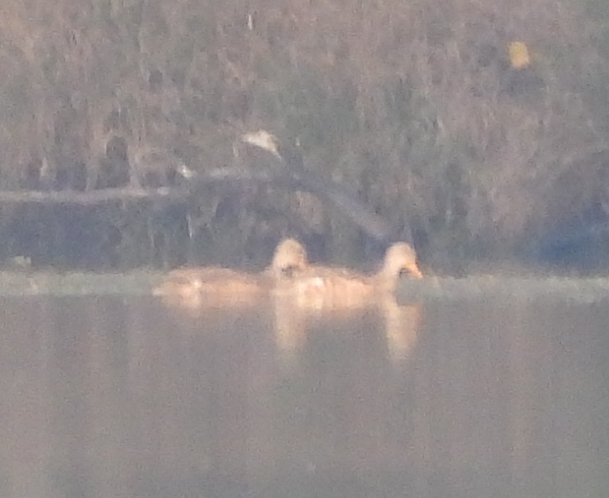 赤膀鴨 - ML644809705