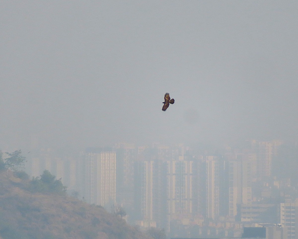 Oriental Honey-buzzard - ML644809752