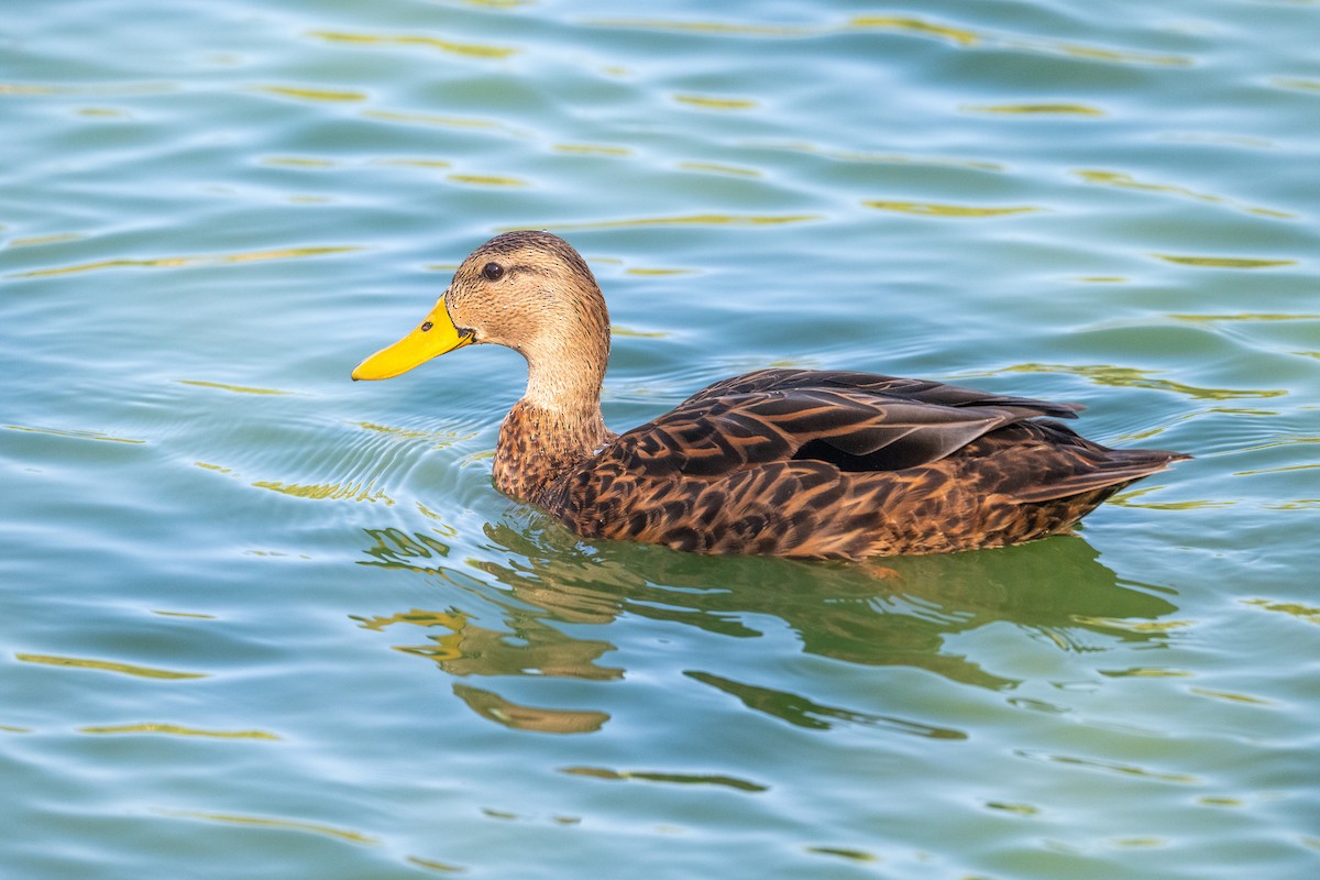 Mottled Duck - ML644809759