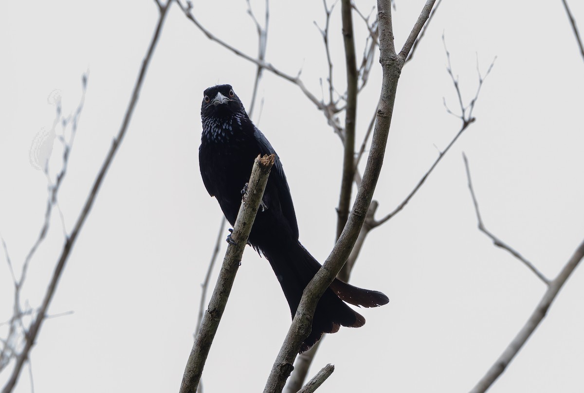 Дронго лірохвостий (підвид guillemardi) - ML644809762