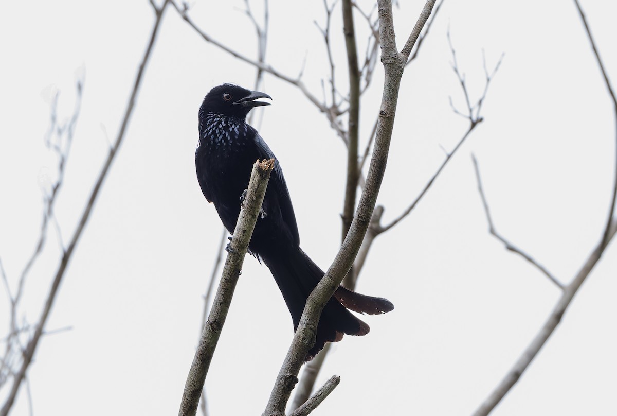 Дронго лірохвостий (підвид guillemardi) - ML644809763