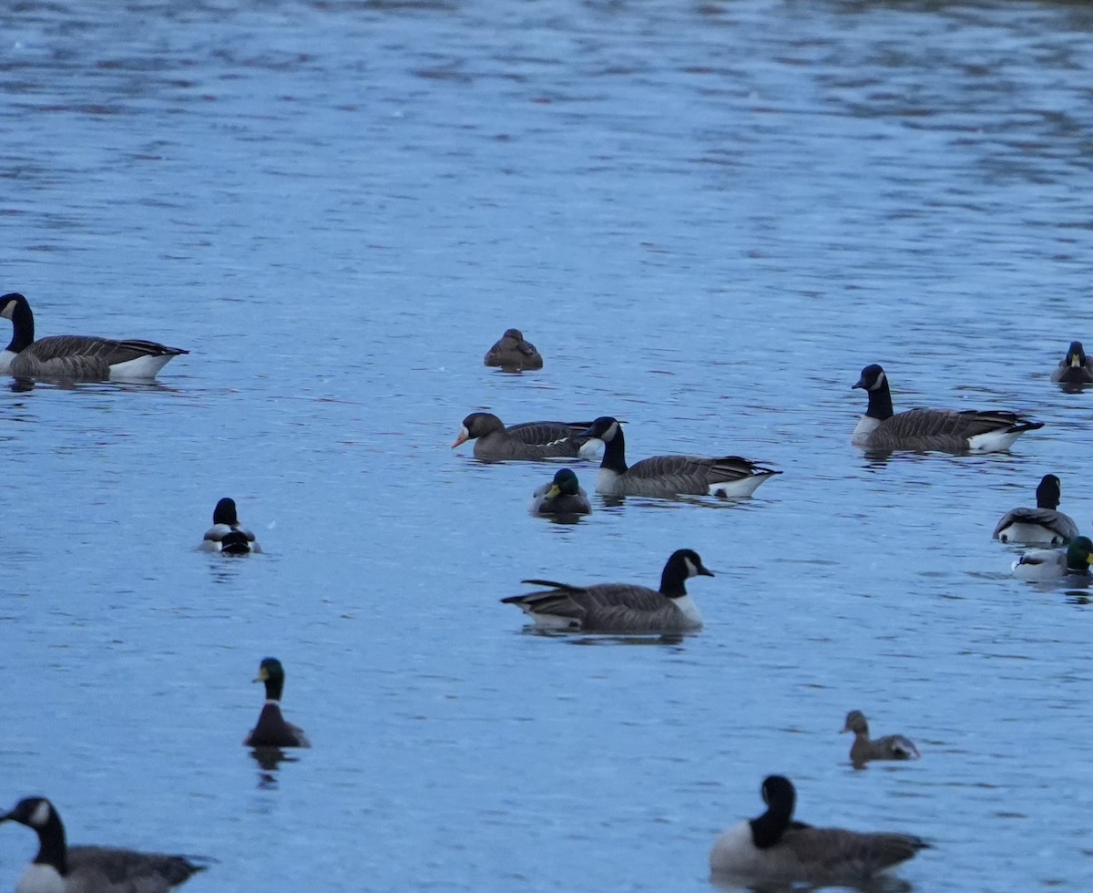 Greater White-fronted Goose - ML644809765