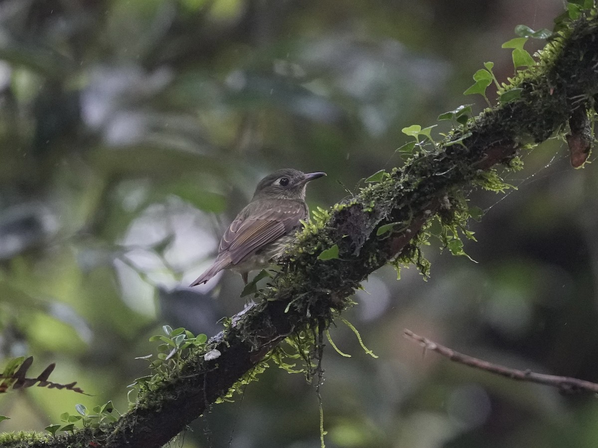 Olive-striped Flycatcher - ML644809768