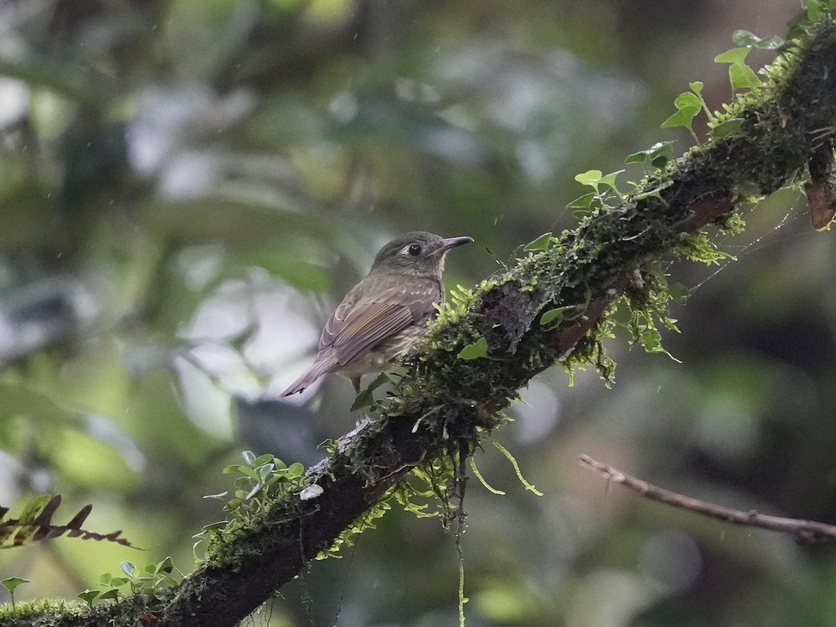 Olive-striped Flycatcher - ML644809769