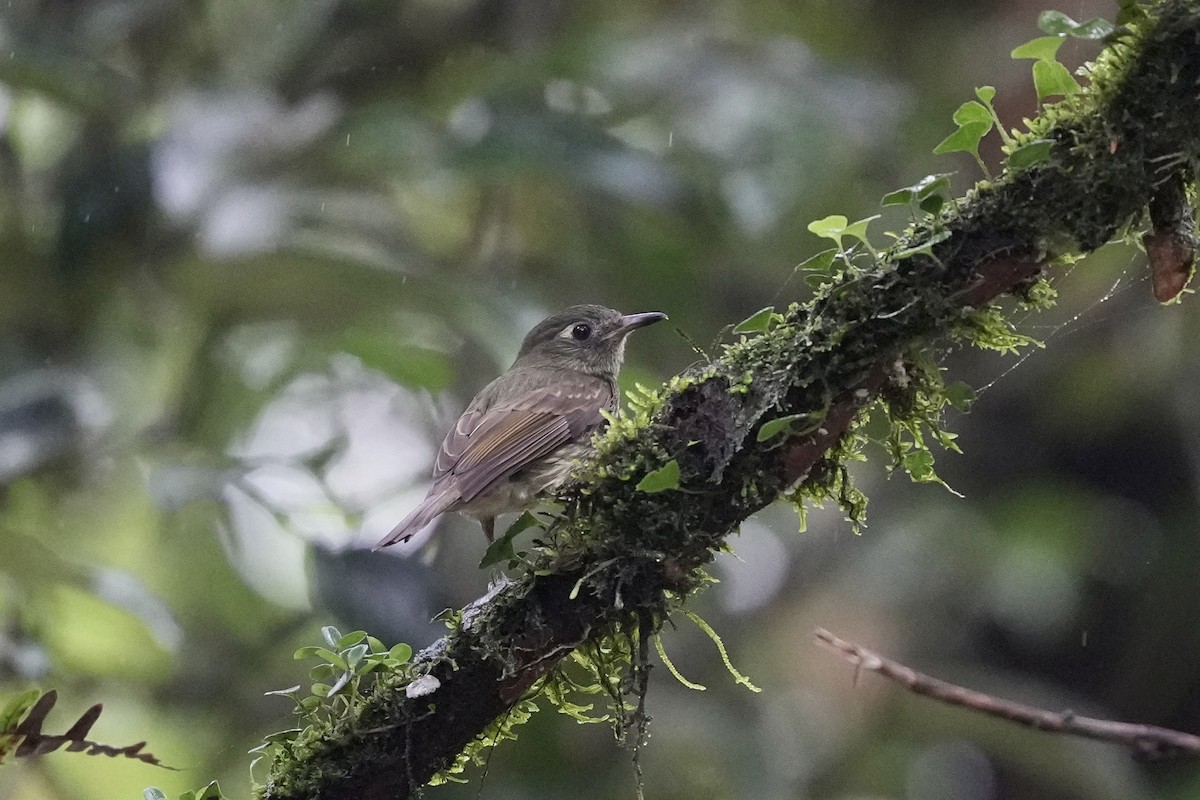 Olive-striped Flycatcher - ML644809770
