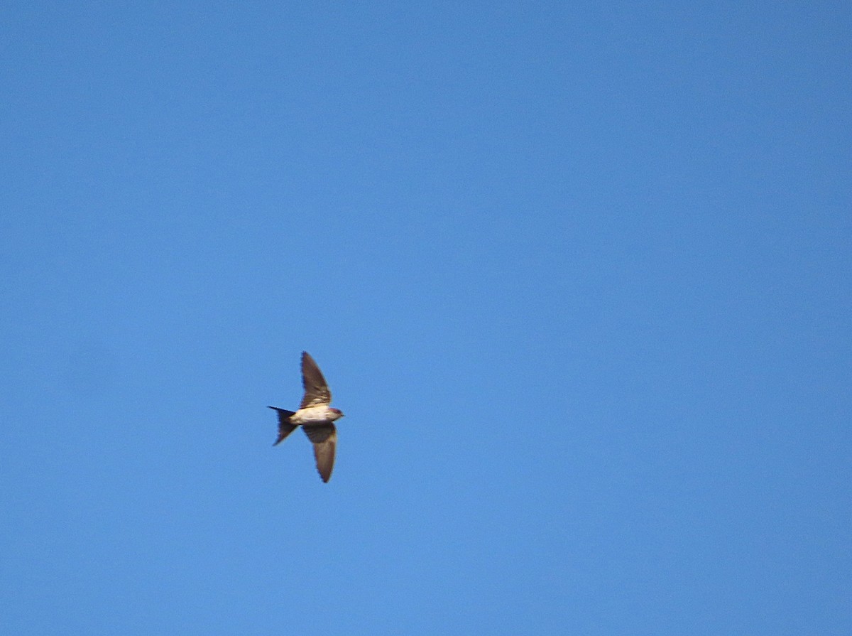 Enara ipurgorri ekialdetarra - ML644809771