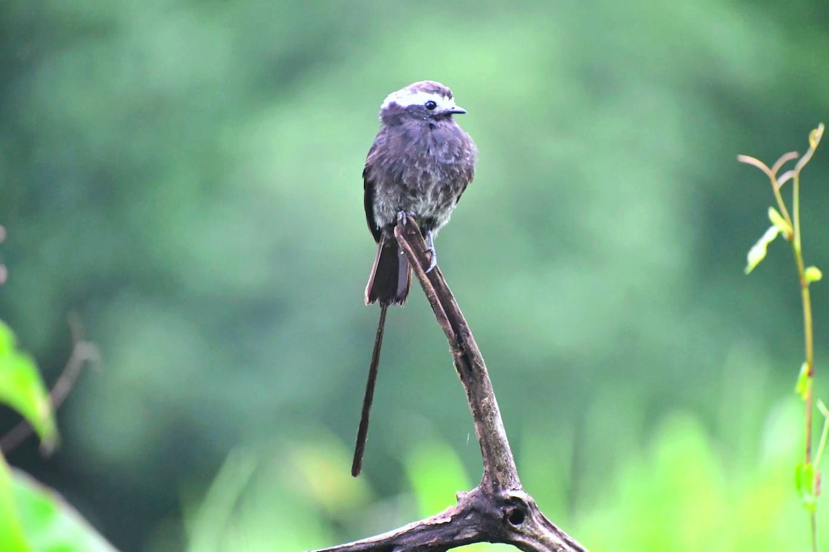 pendeltyrann - ML644809775