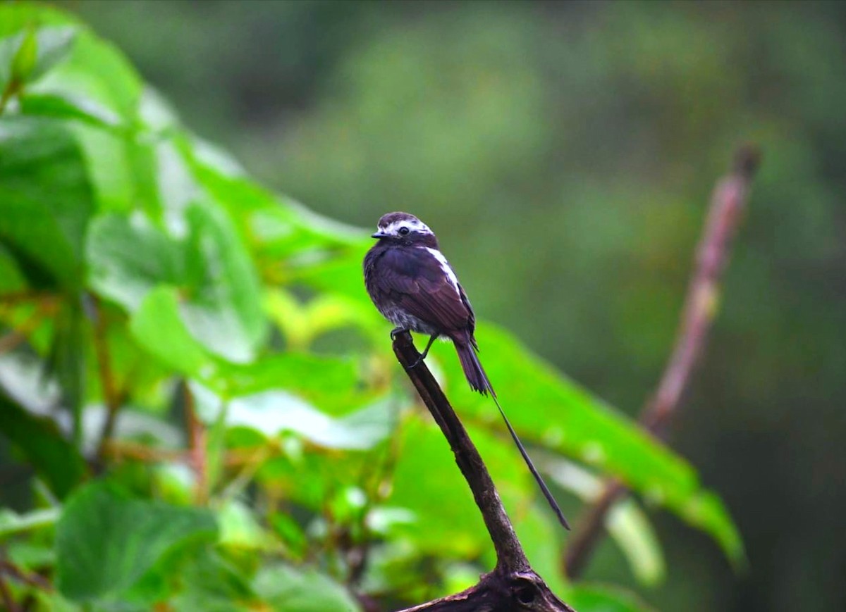 pendeltyrann - ML644809776