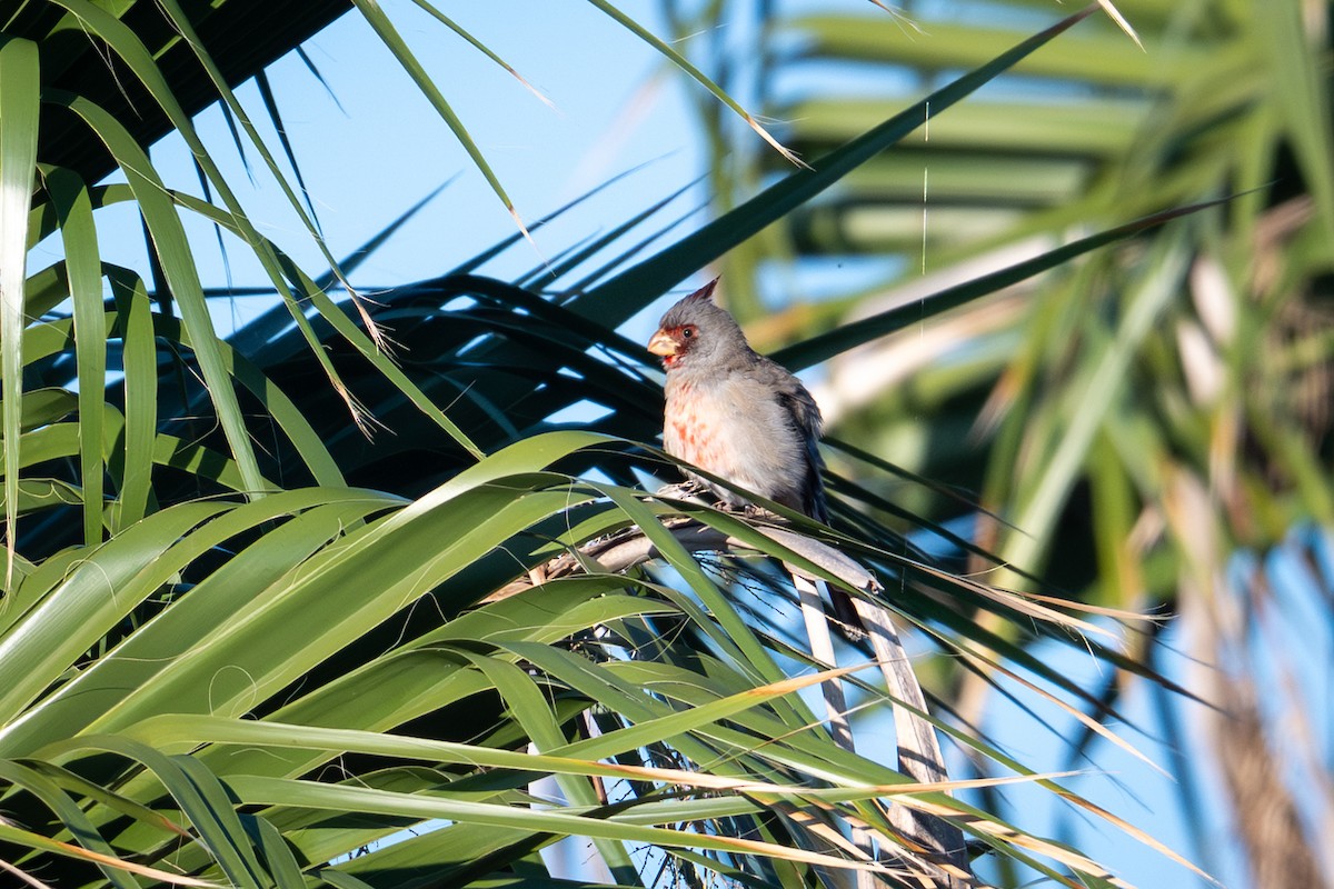 Pyrrhuloxia - ML644809779