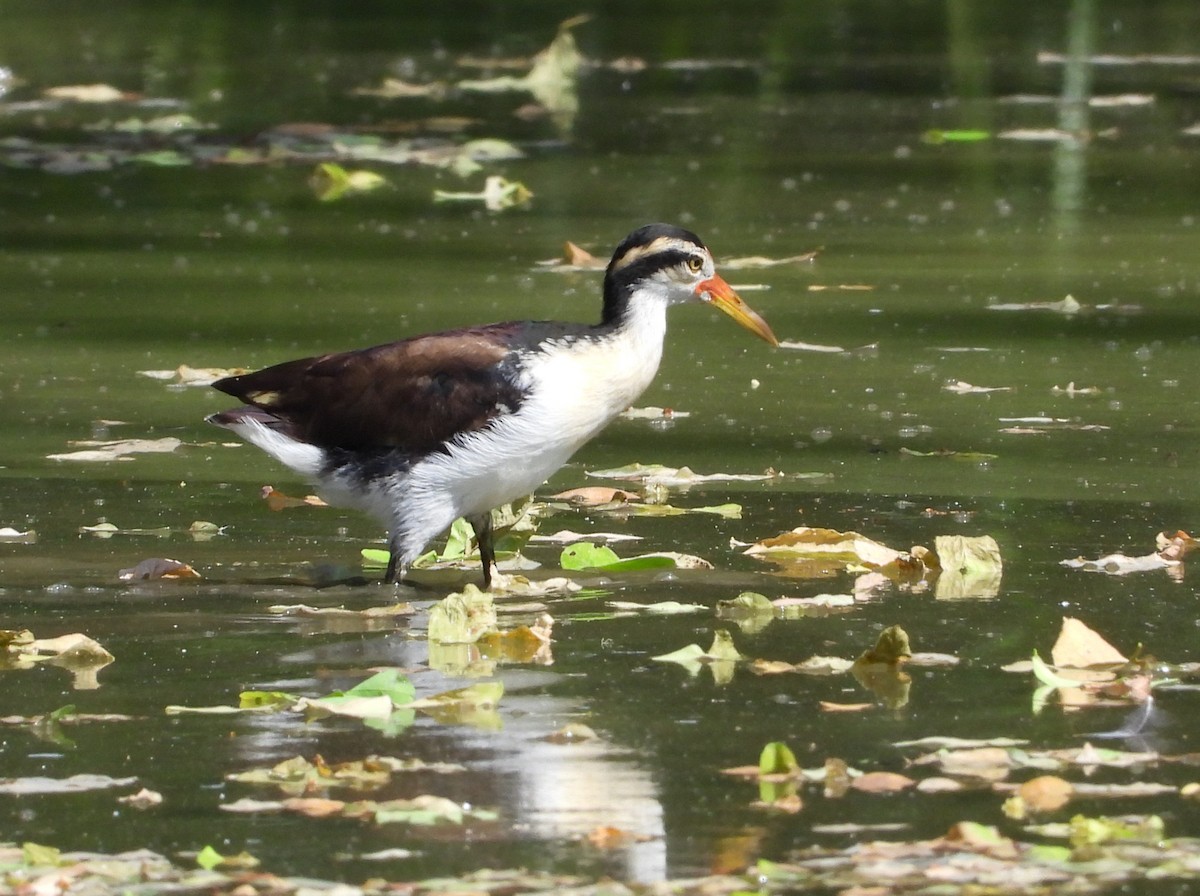 Wattled Jacana (Black-backed) - ML644809780