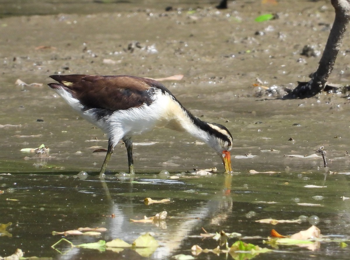 Wattled Jacana (Black-backed) - ML644809781
