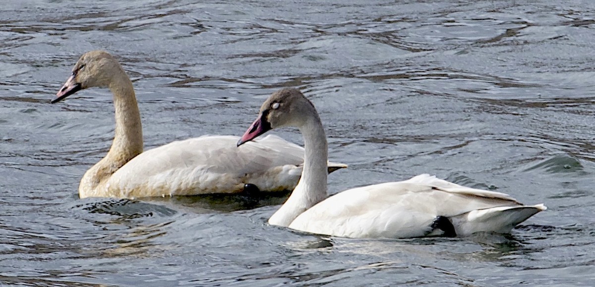 Beltxarga txistularia (columbianus) - ML644809782