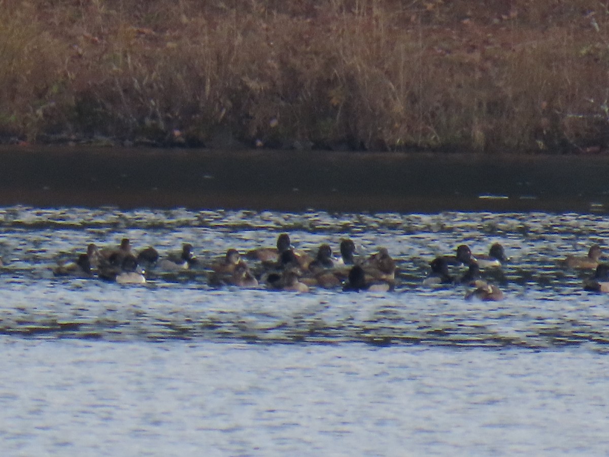 Porrón Acollarado - ML644809784