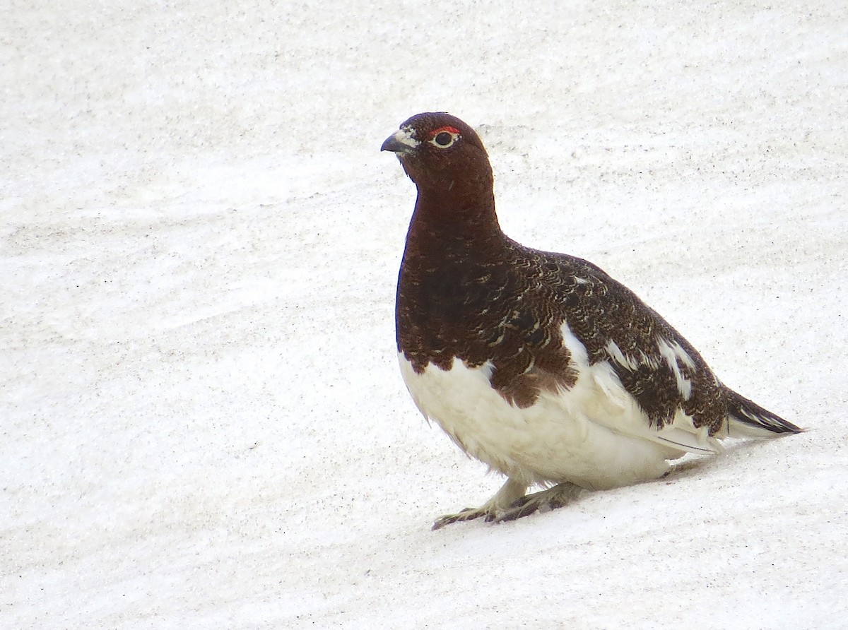 Цагаан ахууна - ML644809785