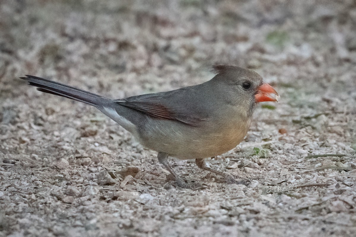 Kardinal arrunta - ML644809786