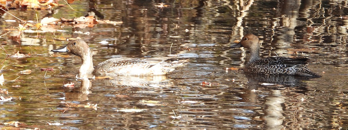 Northern Pintail - ML644809788