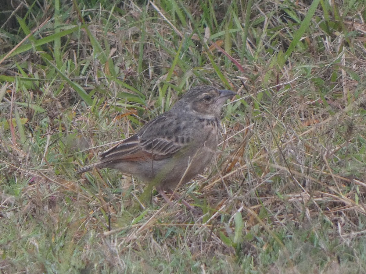 Alondra de Assam - ML644809790