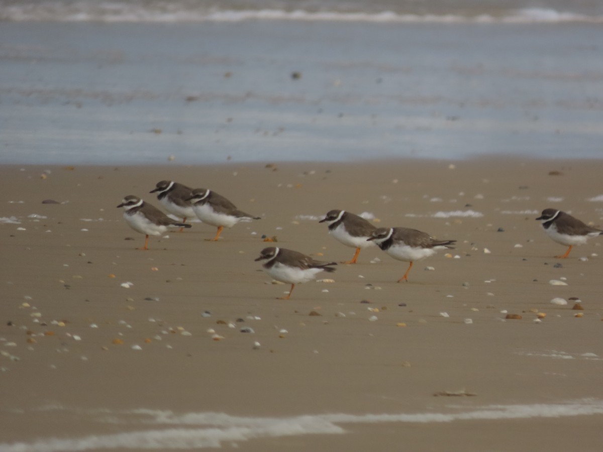 Chorlitejo Grande - ML644809791