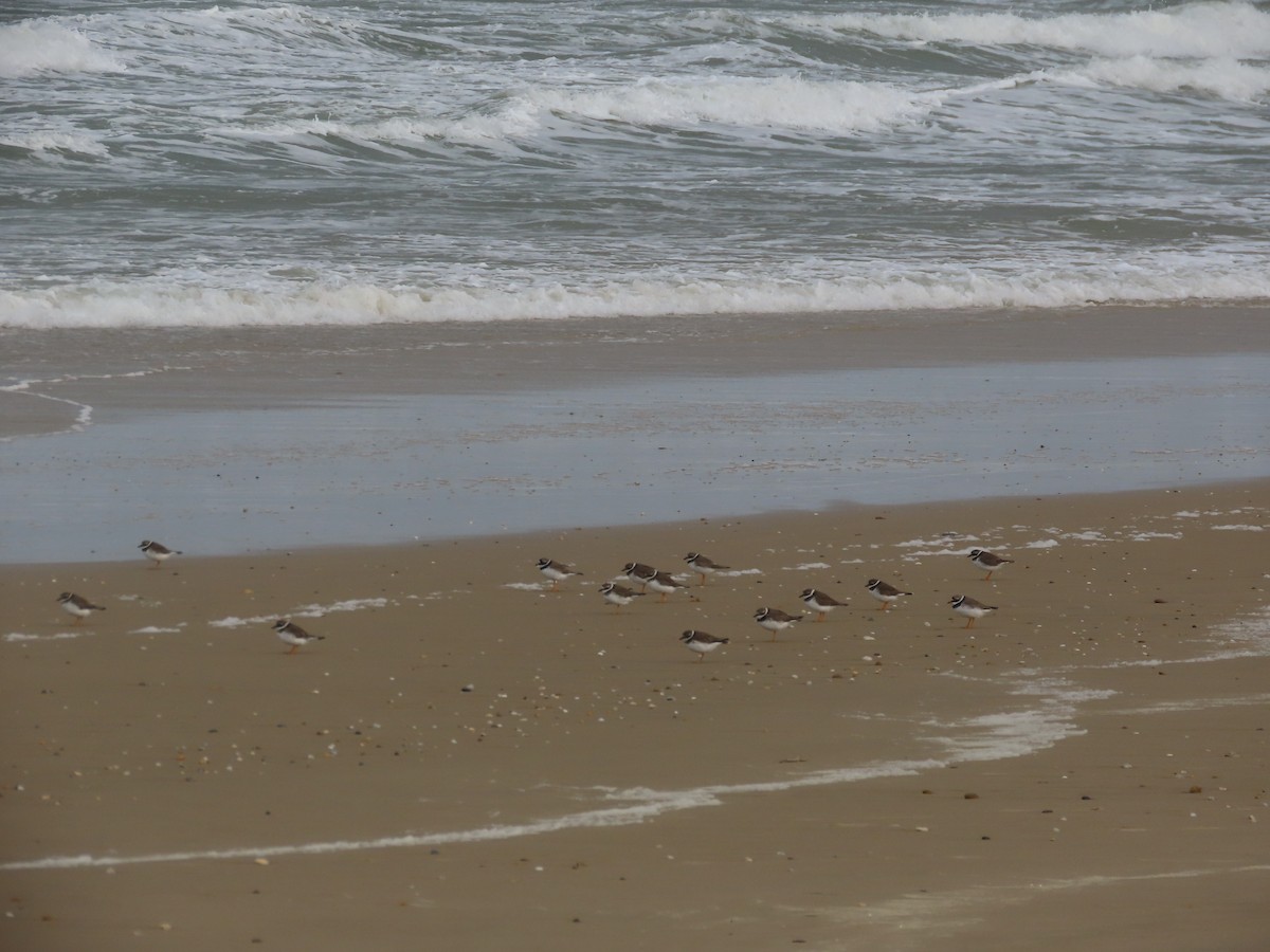 Chorlitejo Grande - ML644809792