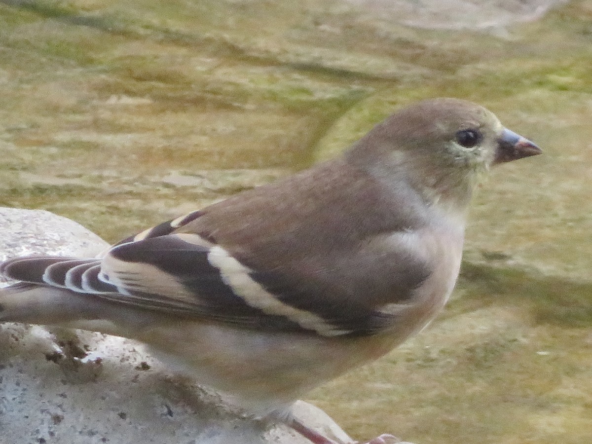 Jilguero Yanqui - ML644809794