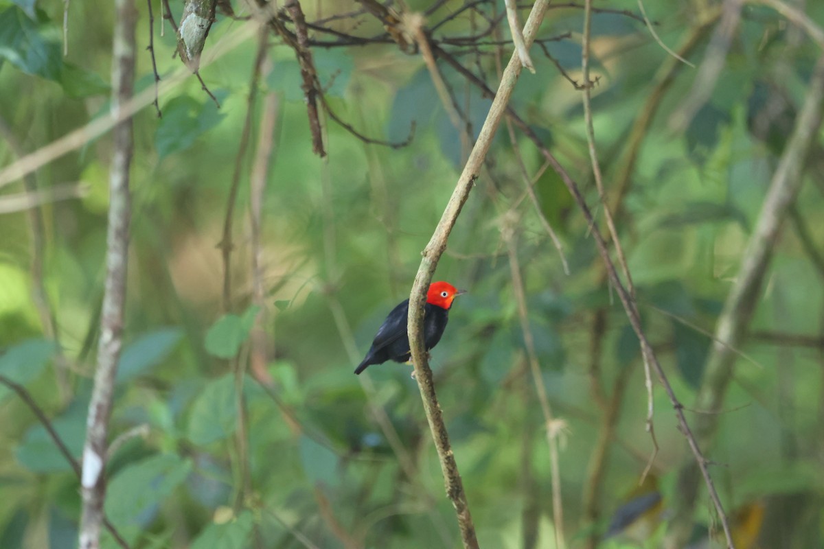 Saltarín Cabecirrojo Norteño - ML644809795