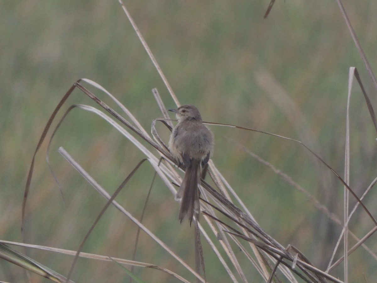 Prinia Sencilla - ML644809796