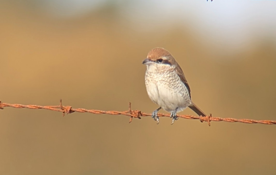 Alcaudón Pardo - ML644809797
