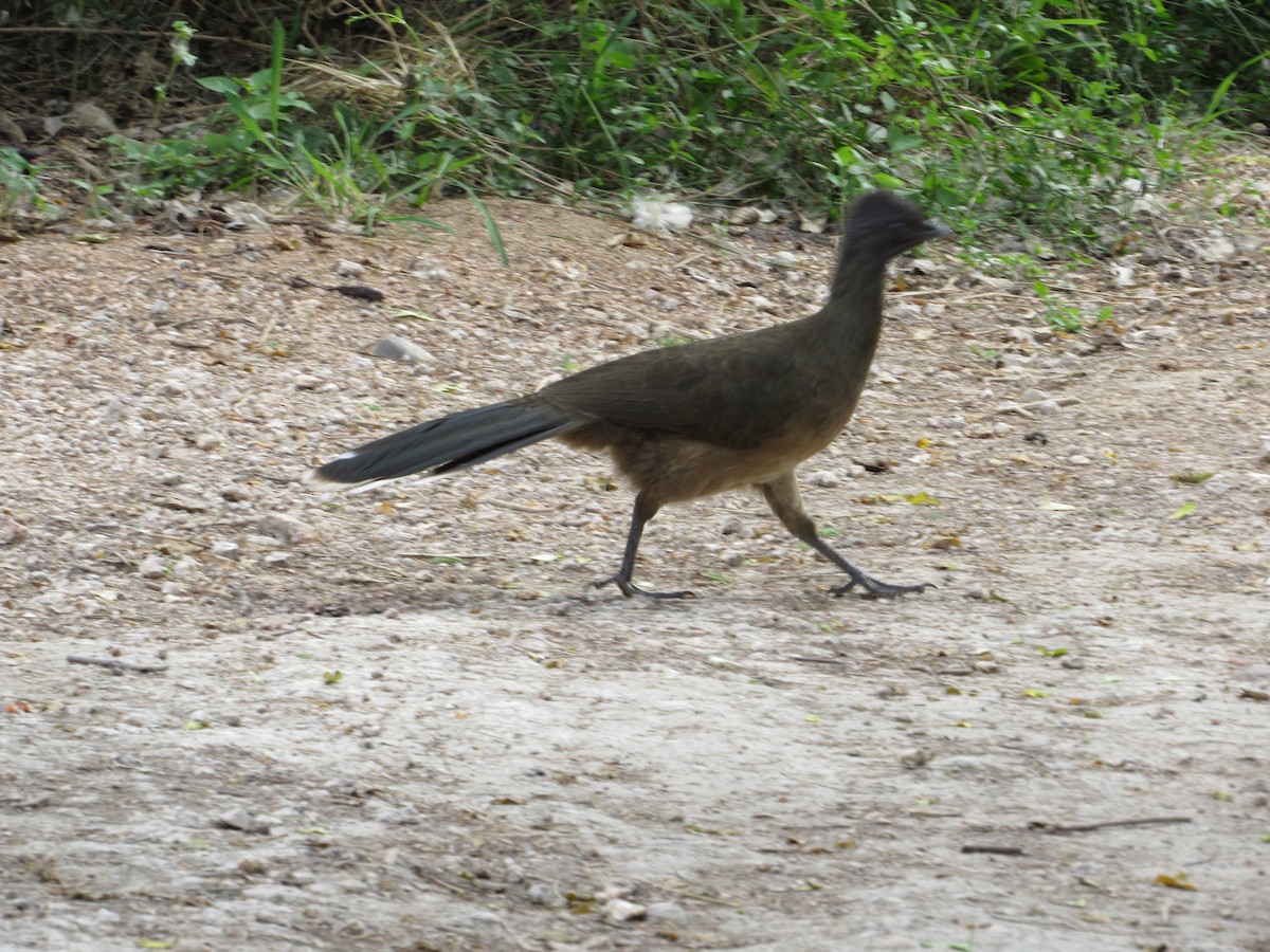 Chachalaca Norteña - ML644809800