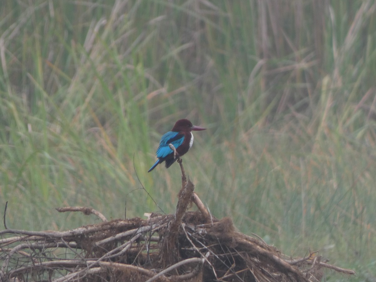 Alción de Esmirna - ML644809801