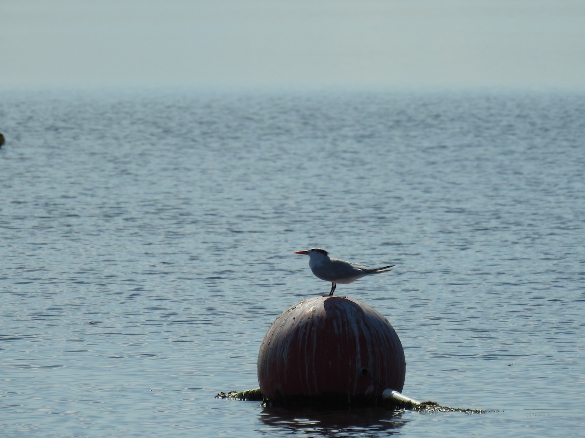 Charrán Real Americano - ML644809802