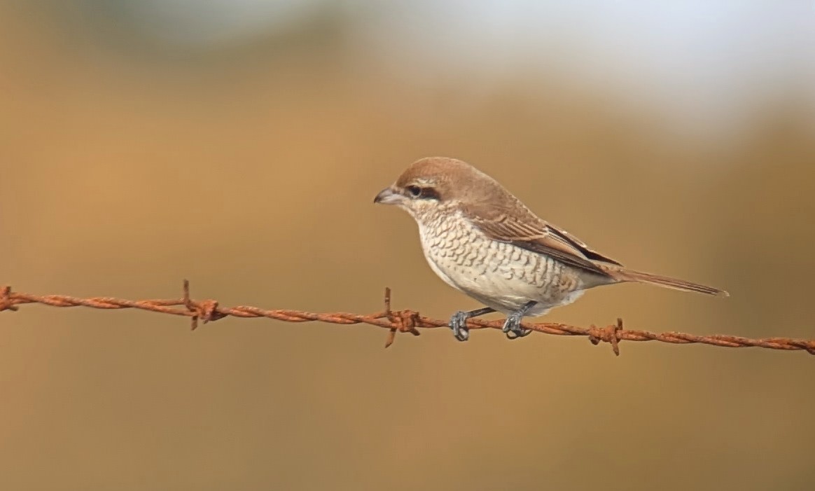 Alcaudón Pardo - ML644809808