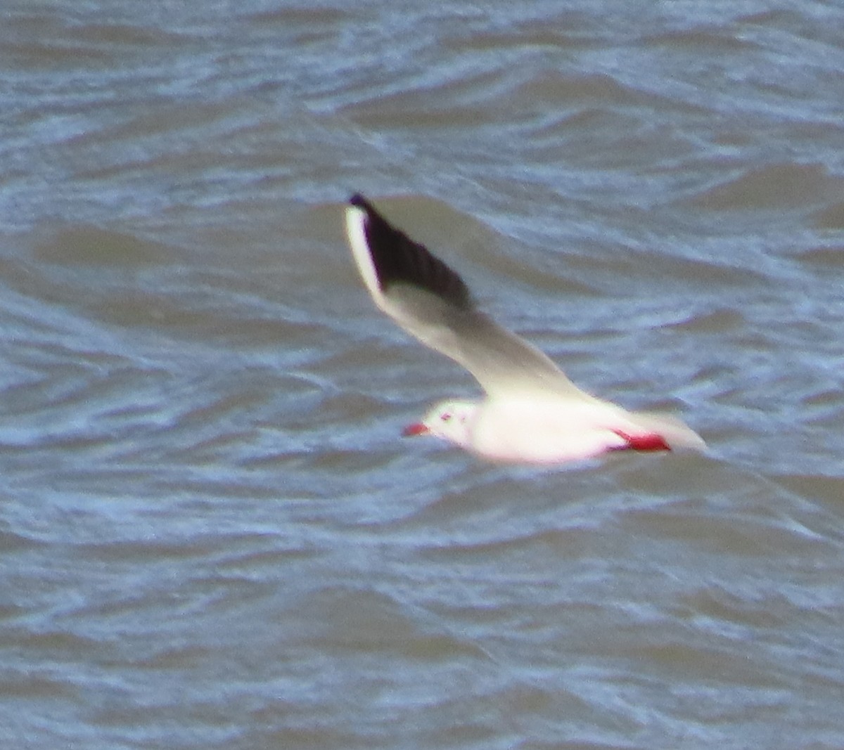 Gaviota Reidora - ML644809810