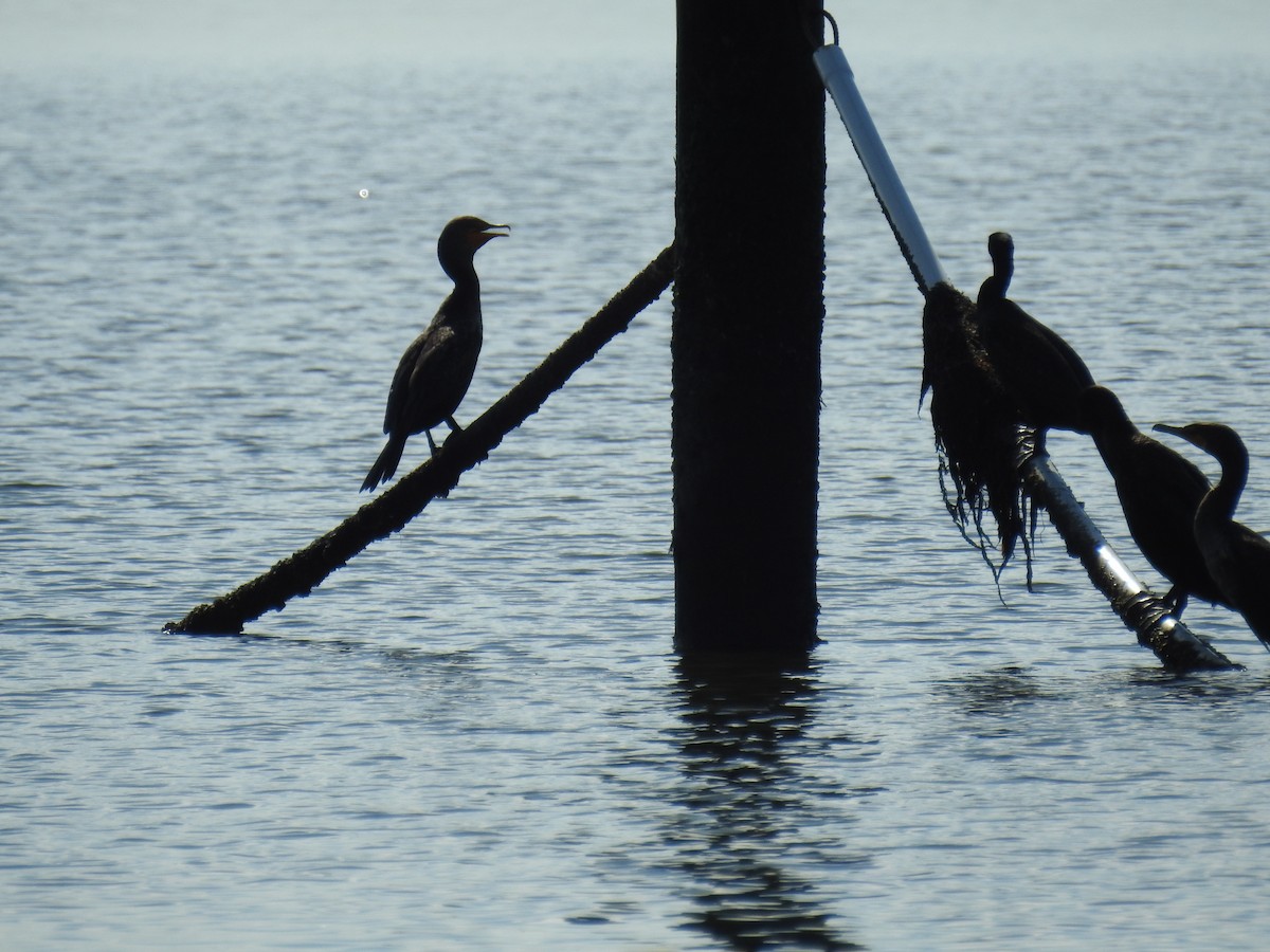 Cormorán Orejudo - ML644809811