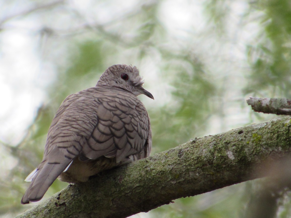 Tortolita Mexicana - ML644809812