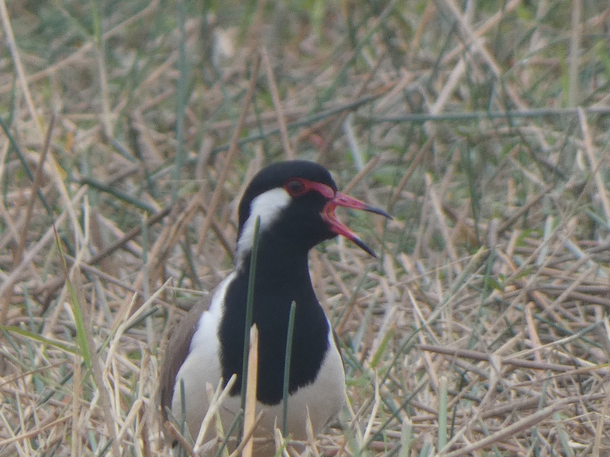 Avefría India - ML644809813
