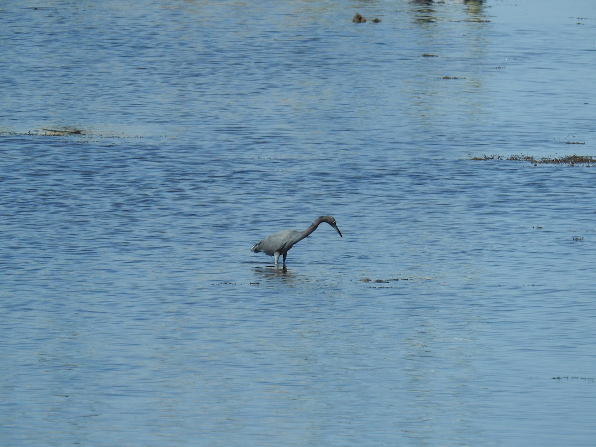 Garceta Azul - ML644809814