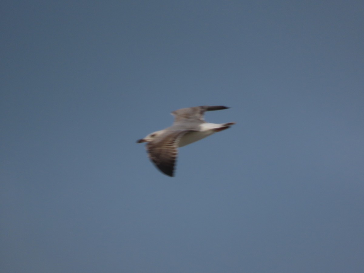 Gaviota (Larus) sp. - ML644809819