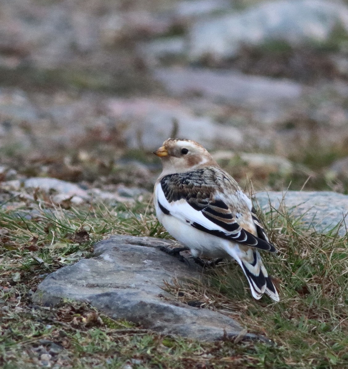 Escribano Nival - ML644809820