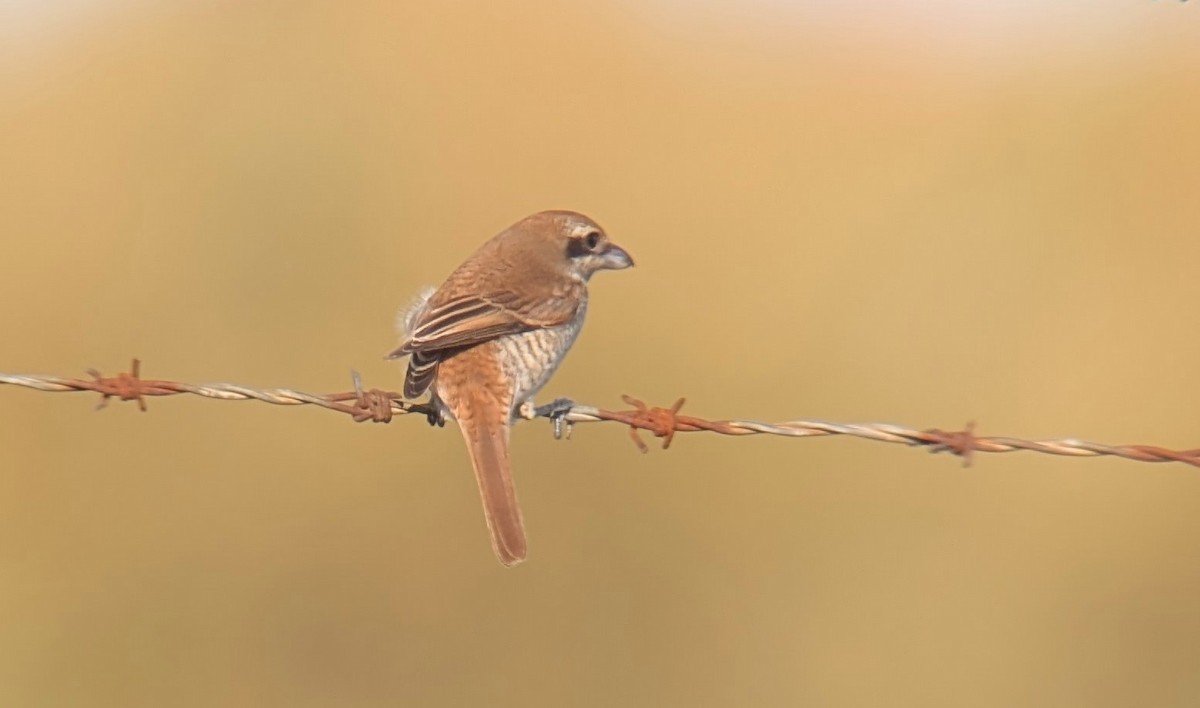 Alcaudón Pardo - ML644809821