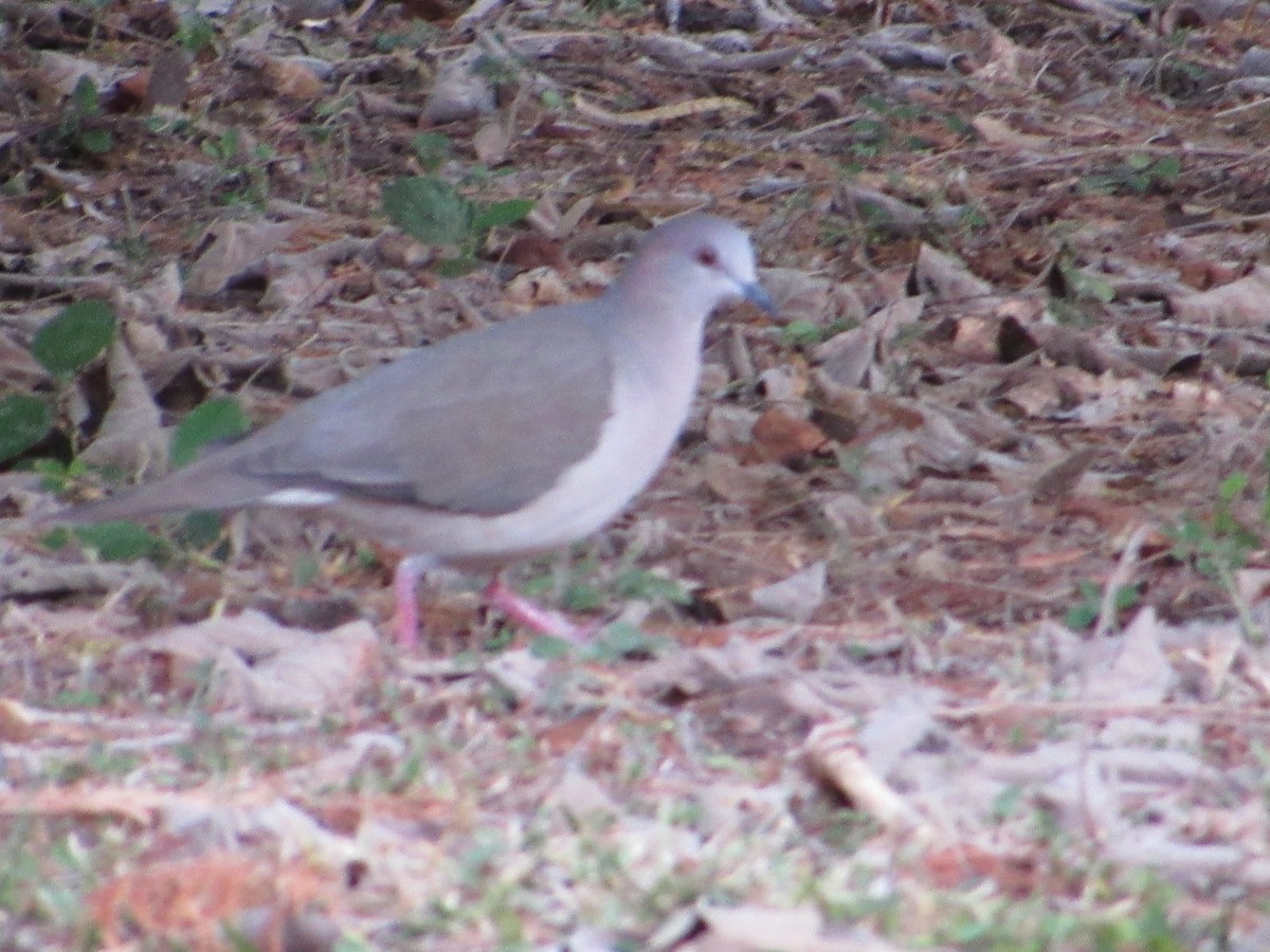 Columbina Común - ML644809822