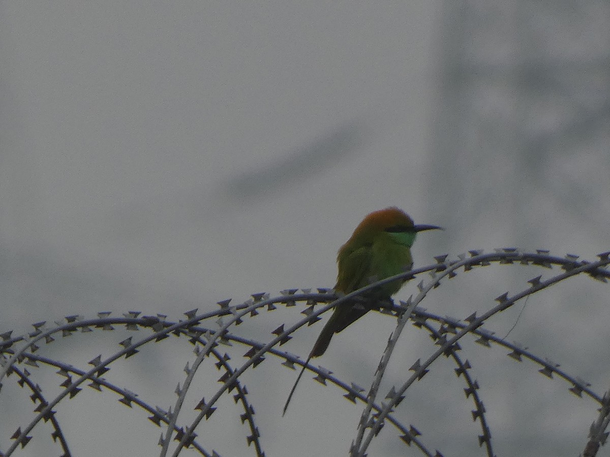 Abejaruco Esmeralda Oriental - ML644809824