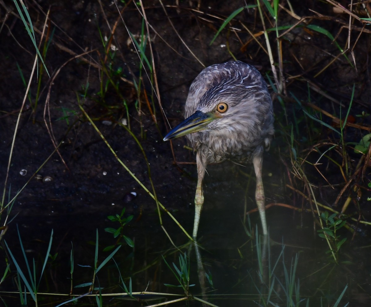 Martinete Común - ML644809826