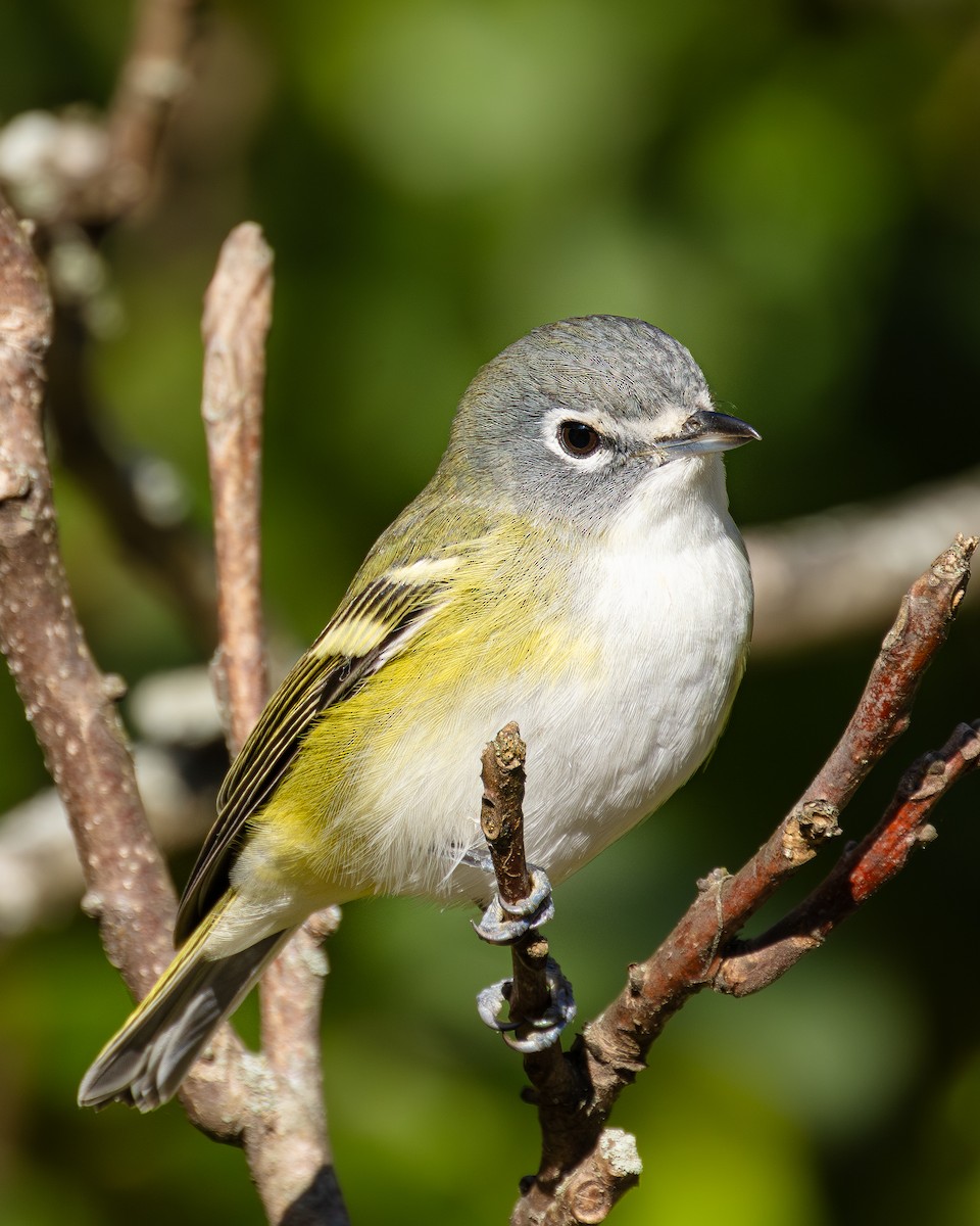 Blue-headed Vireo - ML644809827