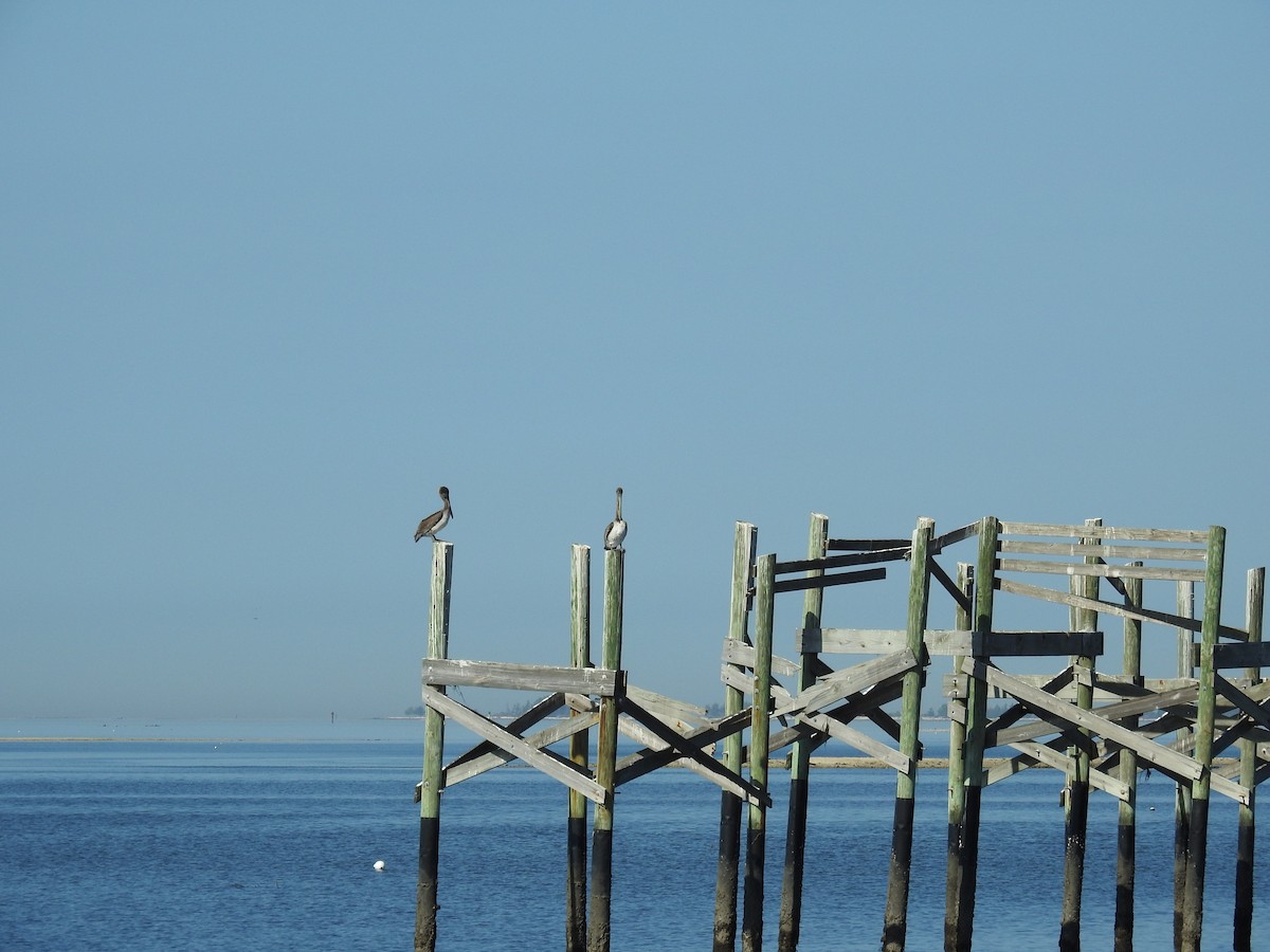 Pelícano Pardo - ML644809828
