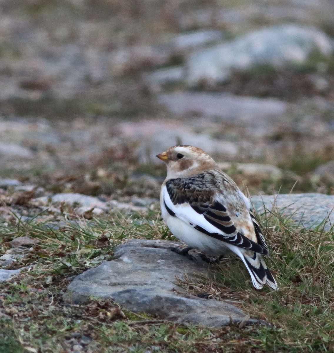 Snow Bunting - ML644809831