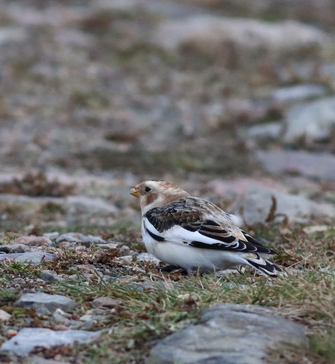 Snow Bunting - ML644809837