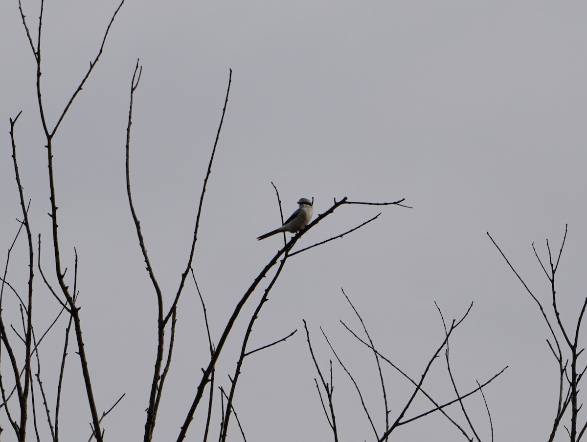 オオモズ - ML644809839