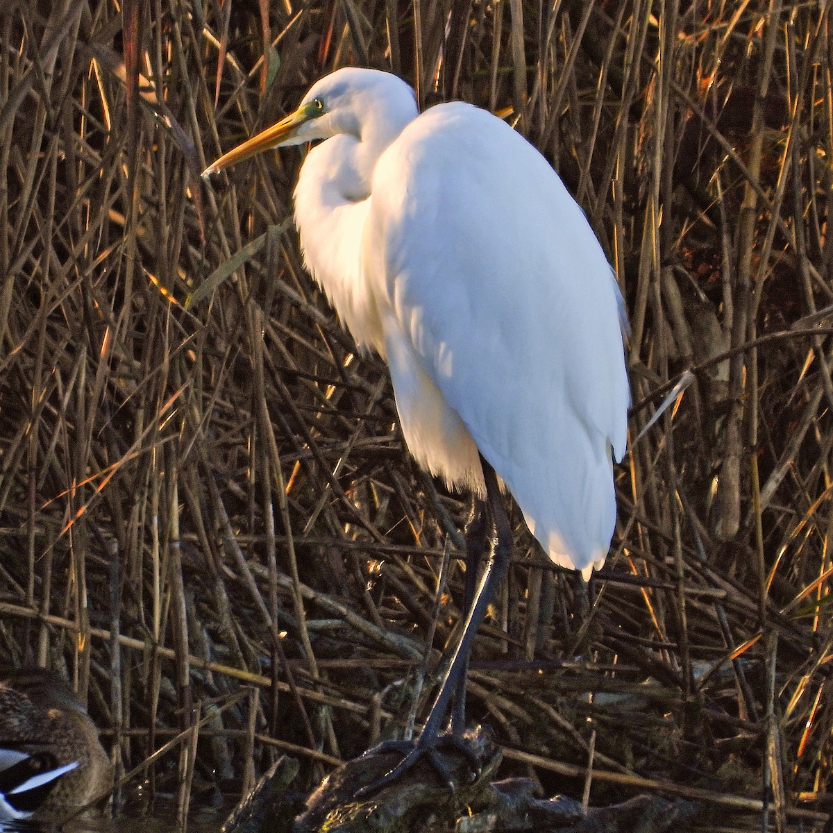 Great Egret - ML644809844